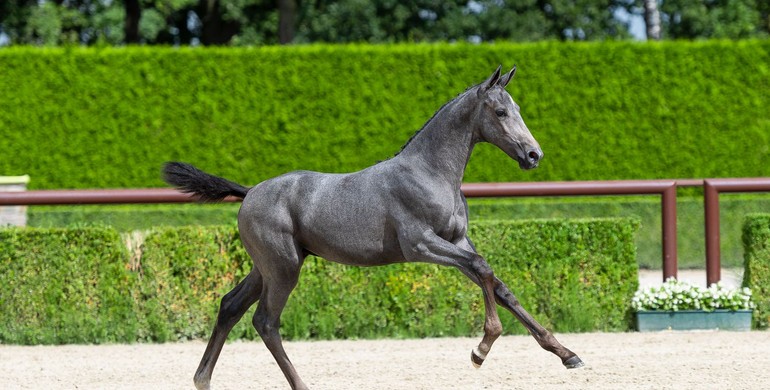 Jaw-dropping Trigon foals