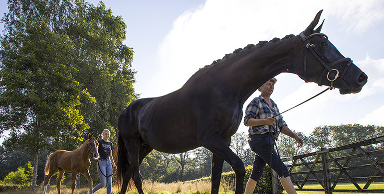 Collection Foal Auction Prinsjesdag: World Championship medallists represented