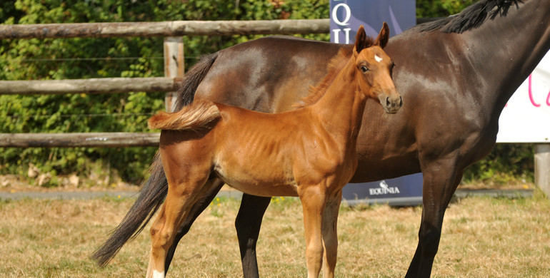 Haras Des Flagues does it again!