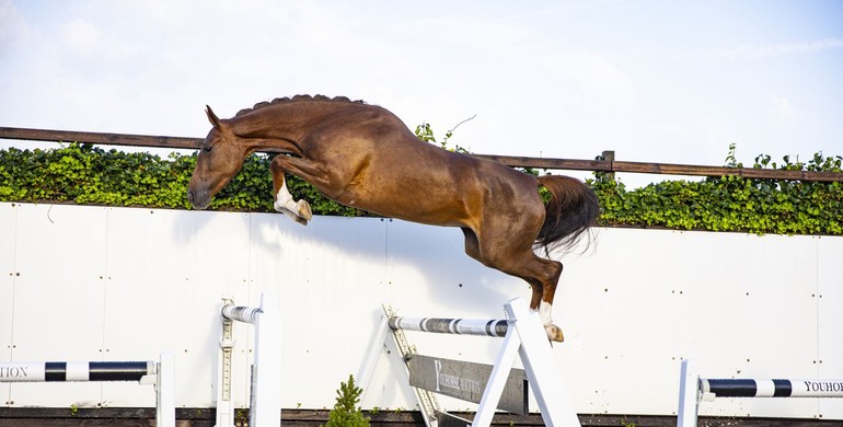 Youhorse.auction: Jumping horses, foals, broodmares and a pony