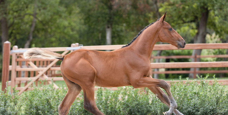Equbreeding Auction breaks records with 360,000 Euro for Emerald's full-brother