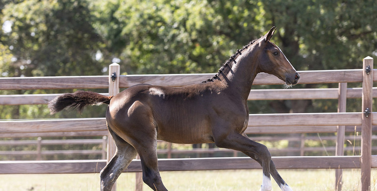 'First time evers’ in final summer collection of Equestrian-Auctions