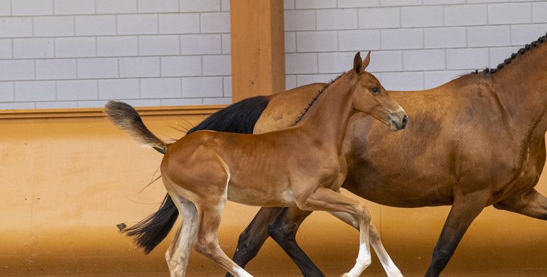 More than 80 future talents for sale in the Limburg Foal Auction