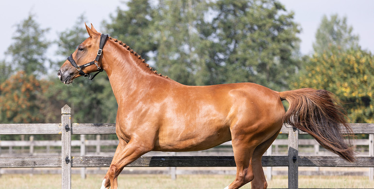 Aunt of most expensive foal ever sold for sale at Equestrian Auctions
