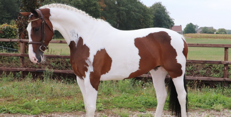 Dutch Horse Trading offers wide variety of horses in September auction
