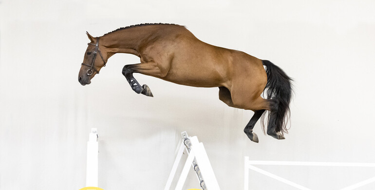 The Youngsters Auction launches promising collection of 3-year-old showjumpers