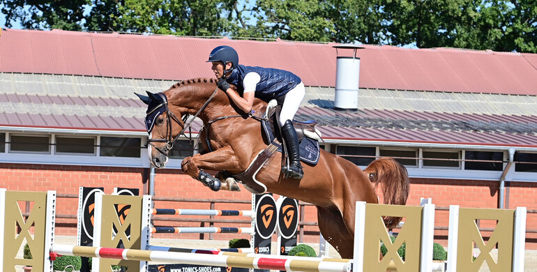 Lewitz horses to Sweden