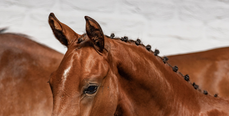 Top class jumping foals and embryos at Paardenveilingonline