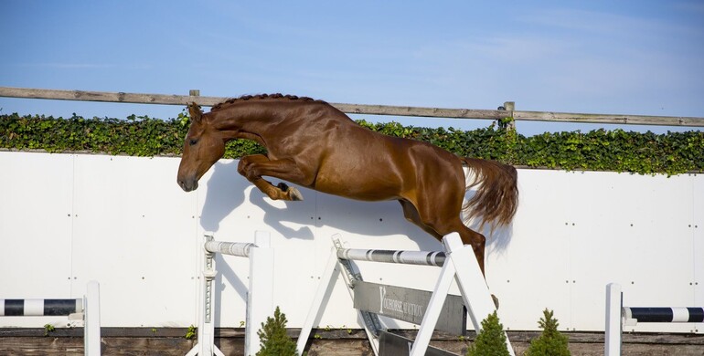 Sensational horses in next Youhorse.auction