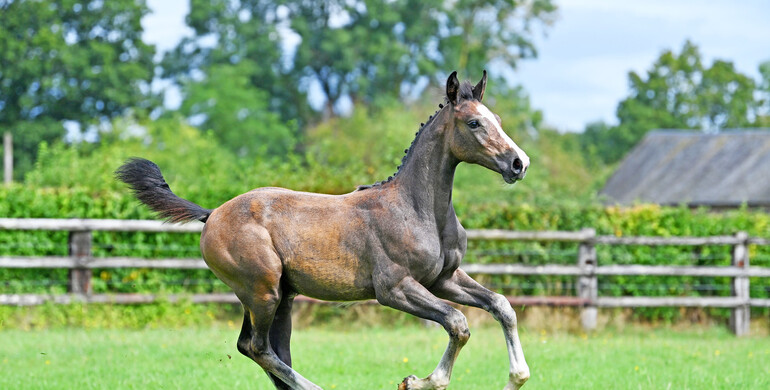 Equinia Auction presents: Haras de Brullemail Auction from the 15th to the 17th of October 2022!