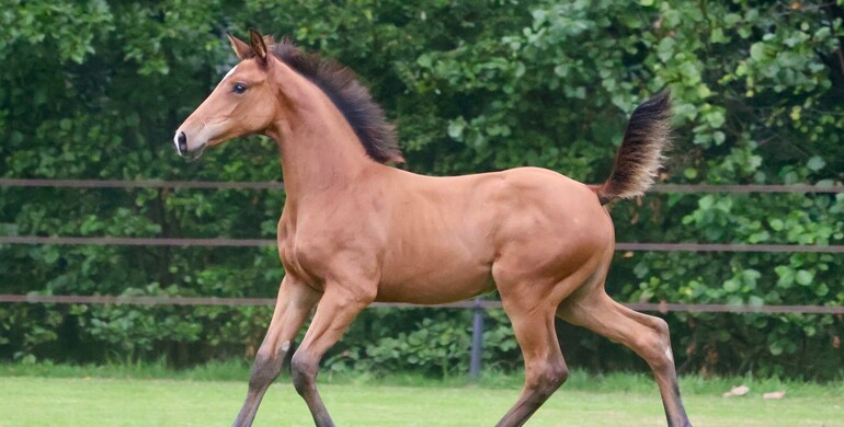 Sister and brothers of Marlon Zanotelli’s CSI5* GP winner Like a diamond van het Schaeck offered on Stal-optimus.auction