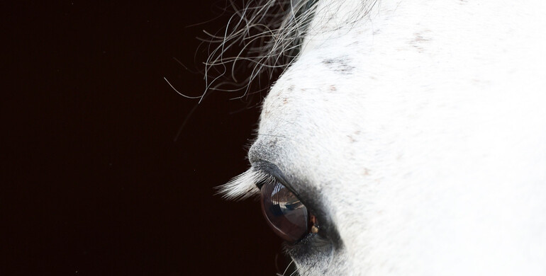 Update on confirmed EHV-1 cases in Mainland Europe