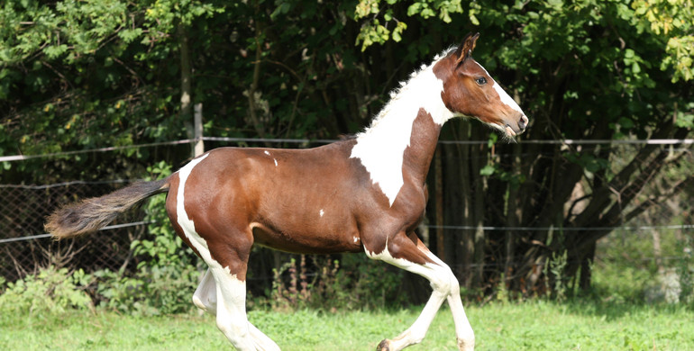 Equinia's colored foal auction!