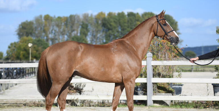 Equinia’s Hippochamp & Le Garzide sale! November 5 to 7