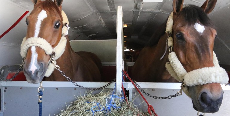 Images | The horses touch down in Las Vegas - part two