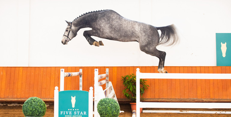 Five Star Horse Auction presents the “Rising Star Collection”