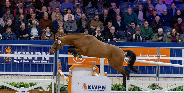 KWPN Select Sale: Premium Stallion, Olympic showjumpers and Grand Prix horses