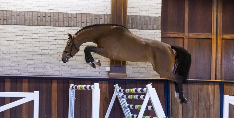 Trigon Auctions is back, including jumpers under saddle
