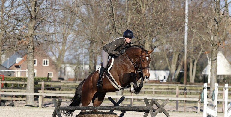 Stunning collection of jumper and hunter prospects in February auction of Dutch Horse Trading