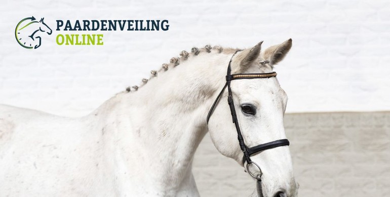 A fantastic new collection with broodmares & embryos from Paardenveilingonline.com