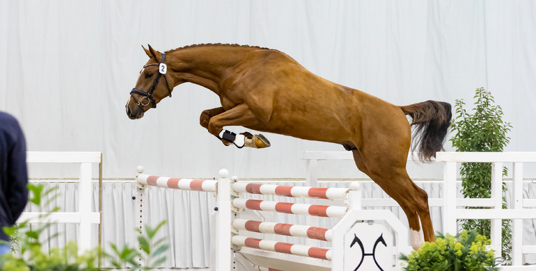 Alibaba: The new young star of the stallion station Ludger Beerbaum Stables
