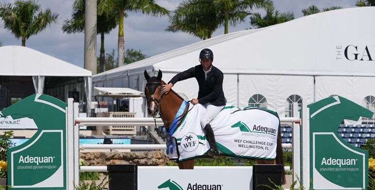 You can bet on Cepano Baloubet in Adequan® CSI4* WEF Challenge Cup round 10