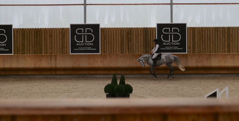 BB AUCTION : A second edition of 15 exceptional show jumpers!