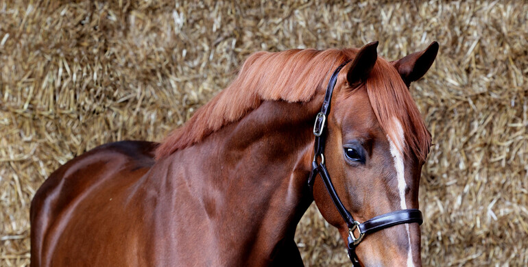 Another outstanding collection in the online April auction of Dutch Horse Trading