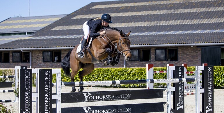 35th Youhorse.auction: For professionals, amateurs, traders and breeders