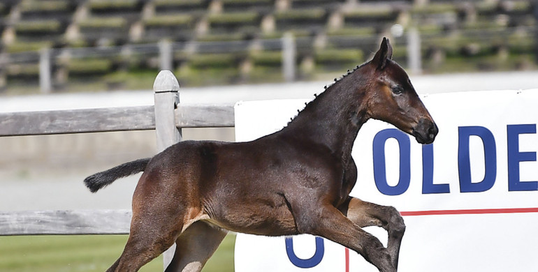 Promising talents for jumping