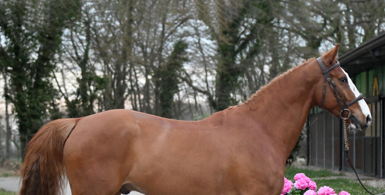 Here we go again, performance horses with spirit on Equinia’s Horse Spirit Auction 2023