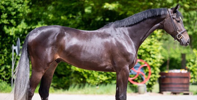A horse for every budget in the May collection of Dutch Horse Trading