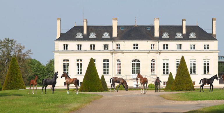 Haras de Hus Online Auction, 28 chances to dream!