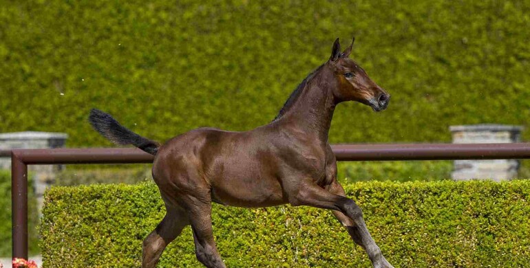 Trigon Auctions give you a new chance to discover your future showjumping bred superstars!