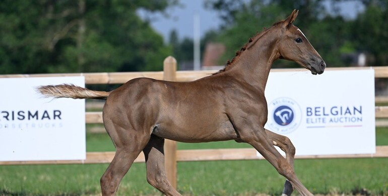 Discover your future jumping talent with the Belgian Elite Auction