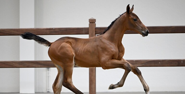 VD Bisschop offers access to exclusive damlines in own Live & Online Auction