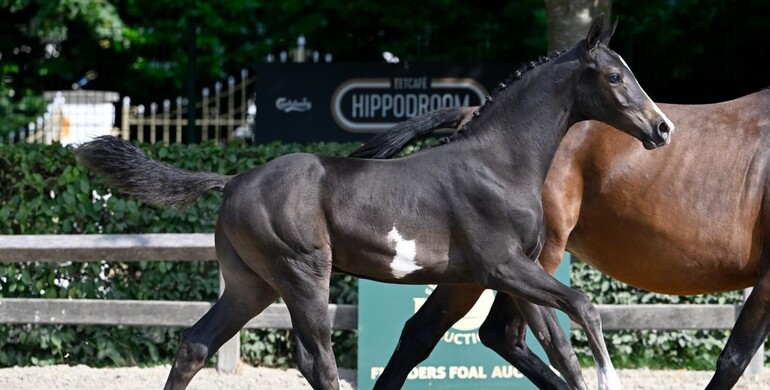 Flanders Foal Auction ready for Equestrian Cup on Saturday