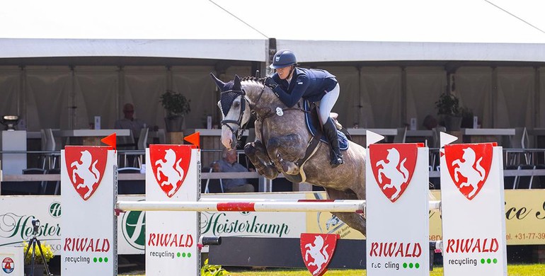 Top show jumpers in August auction of Dutch Horse Trading