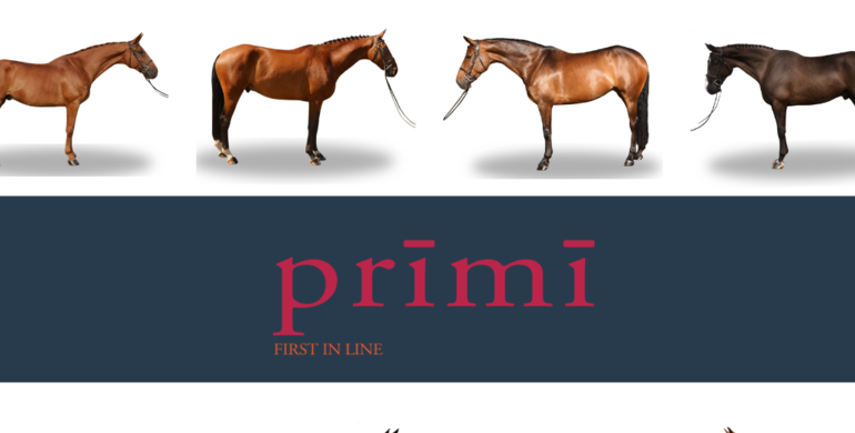 Prīmī – First in Line: Discover handpicked European horses at fair prices for limited time