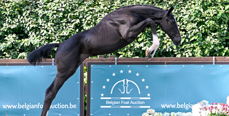 Figures prove it: Belgian Foal Auction, THE auction with references!