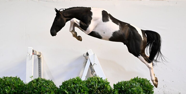 Eye Of The Breeder: Exceptional foals, youngsters and ridden horse are the rule!