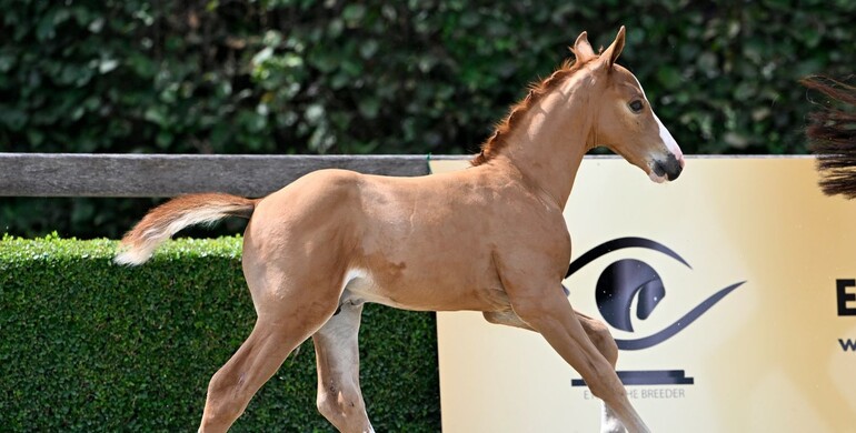 Sporting successes guaranteed with the collection of the online auction Eye Of The Breeder