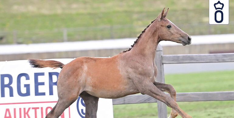 Itot du Chateau sends his regards!