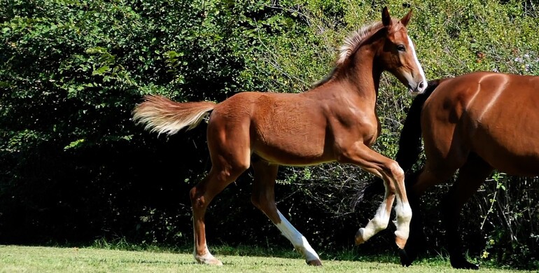 Elvo’s Foal Festival