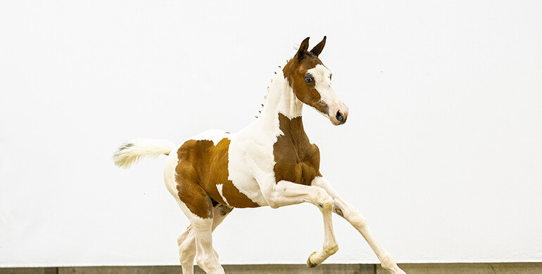 Foal Auction Prinsjesdag raises the bar with impressive collection