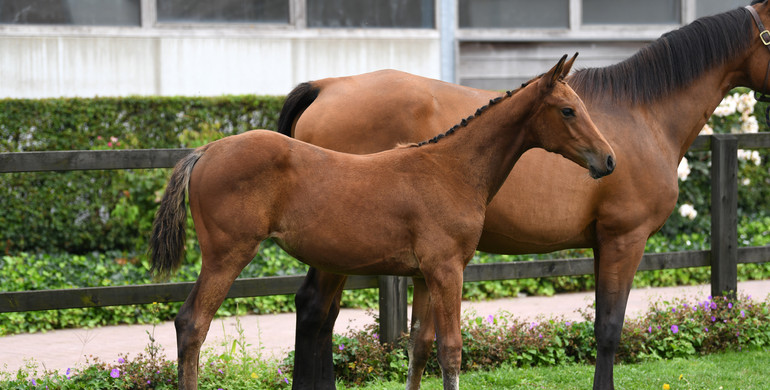 Quality Stud – End of business – Auction from September 24th to 26th