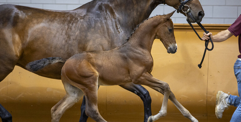126 promising showjumping foals for sale in Limburg Foal Auction