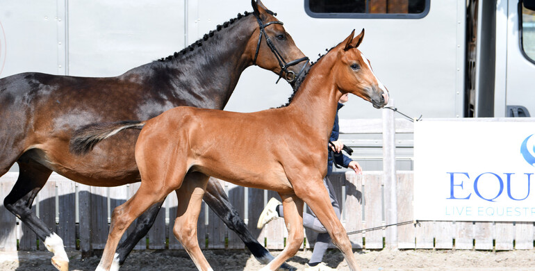 Announcing the Knokke Foal Auction - October 1 to 4 on Equinia.com
