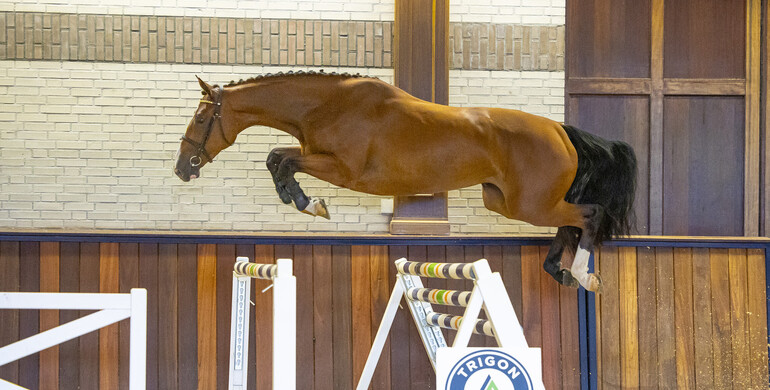 Combined group of foals and three year old mares in Trigon Auction IV!