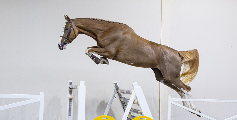 The Youngsters Auction launches 3- & 4-year-olds collection for Tuesday 10 October